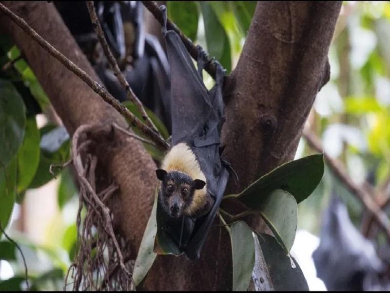 El COVID-19 tendr&iacute;a su origen en murci&eacute;lagos: OMS