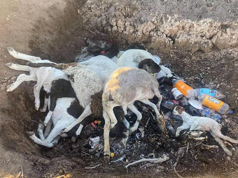 Aún sin cuantificar muertes de ganado tras nevada en Acuña, suman más de 500 en Santa Eulalia