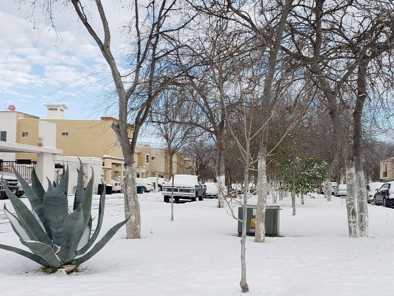 Nigropetenses pueden llevar a la tolva o al relleno sanitario los &aacute;rboles o plantas da&ntilde;adas por la onda g&eacute;lida