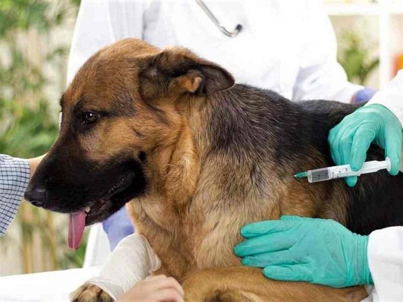 Es gratuita la vacunación antirrábica, desparasitación y baño antigarrapata en Centro de Bienestar Animal