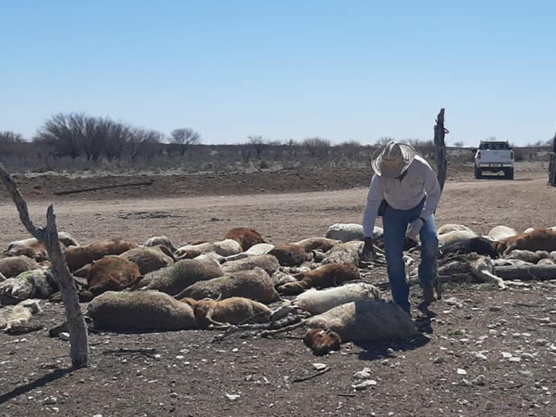 Contin&uacute;a evaluaci&oacute;n de da&ntilde;os a productores tras nevadas en Acu&ntilde;a