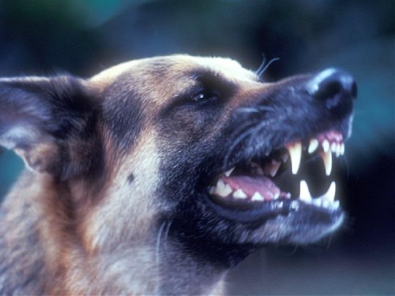 Perro ataca en la cara a ni&ntilde;o de dos a&ntilde;os en Zaragoza, lo trasladan a hospital en Piedras Negras 