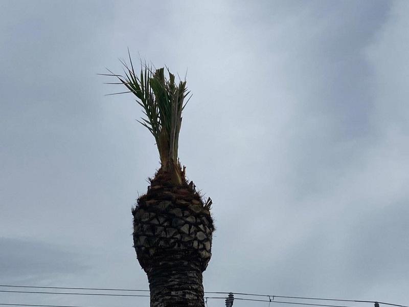 Con la primavera brotaron la mayor&iacute;a de palmas y plantas de ornato tras helada de febrero en Piedras Negras