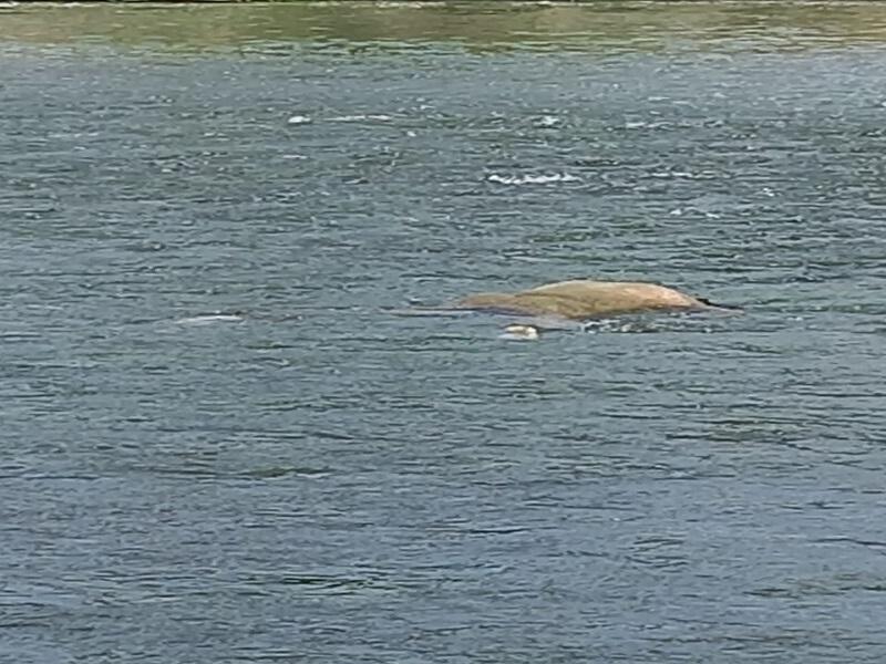 No ha sido identificado el ahogado en el Río Bravo a la altura de rancho de Nava