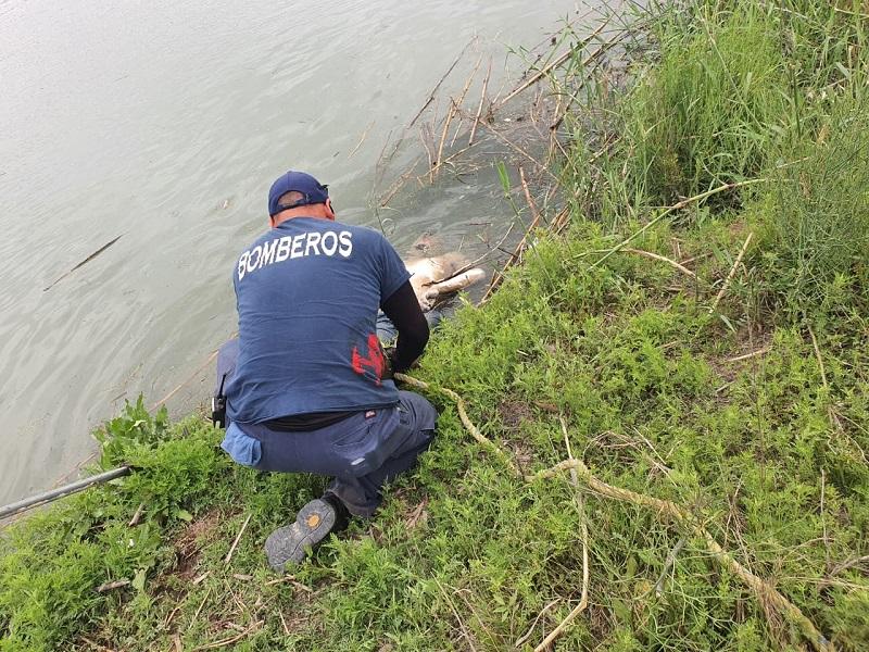 Localizan a hombre ahogado en el río Bravo a la altura del cárcamo de Simas 