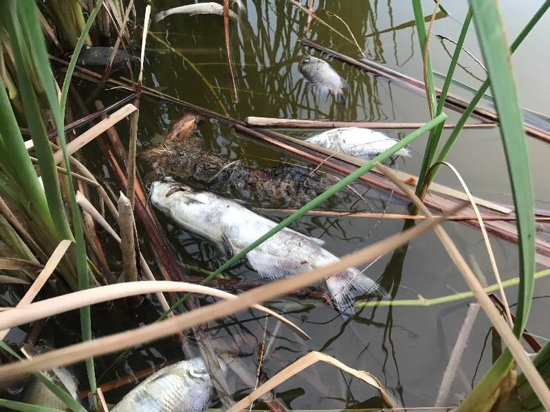Aparecen peces muertos en el Lago del Condado de Maverick, investigan las causas (video)