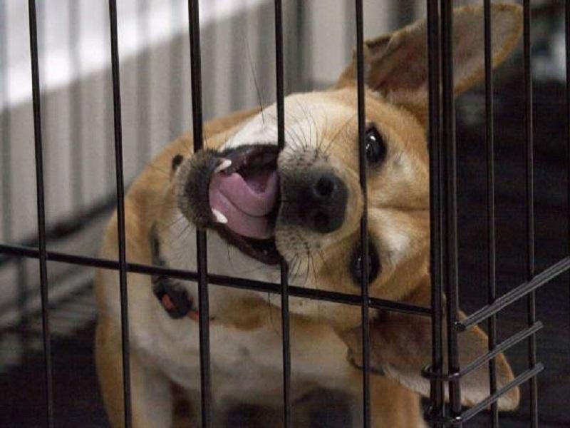 Rusia produce el primer lote de 17 mil dosis de Carnivac-Cov, vacuna contra la COVID-19 para animales