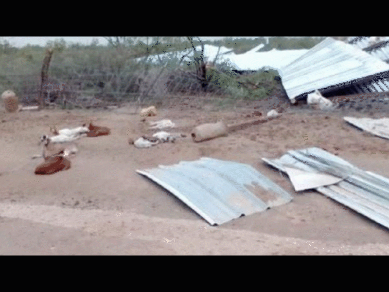 Daños en ranchos y muerte de ganado caprino dejaron fuertes vientos en el ejido El Saucito, en Guerrero   