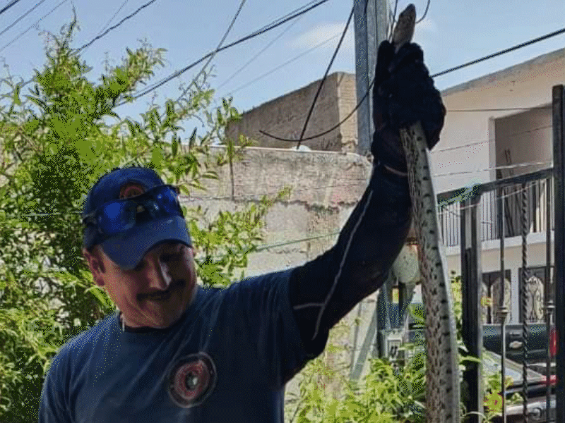 Alertan por presencia de v&iacute;boras en viviendas de la periferia de Piedras Negras 