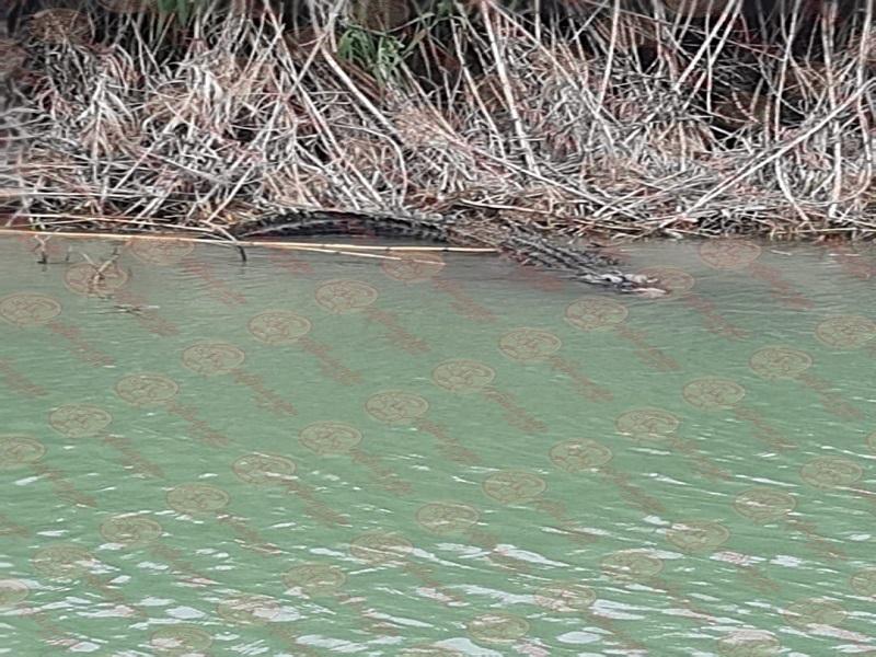 Circulan nuevas fotografías de avistamiento de una pareja de cocodrilos en el río Bravo