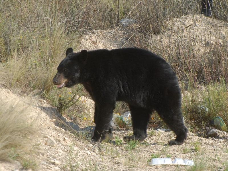Medio Ambiente Coahuila reporta ataques de oso negro a ganado en la región sureste
