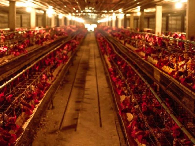 China detecta el primer caso humano de gripe aviar H10N3 en el mundo