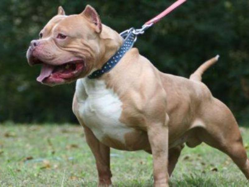 Ataca perro pitbull a una ni&ntilde;a de 4 a&ntilde;os en Eagle Pass, fue hospitalizada en San Antonio