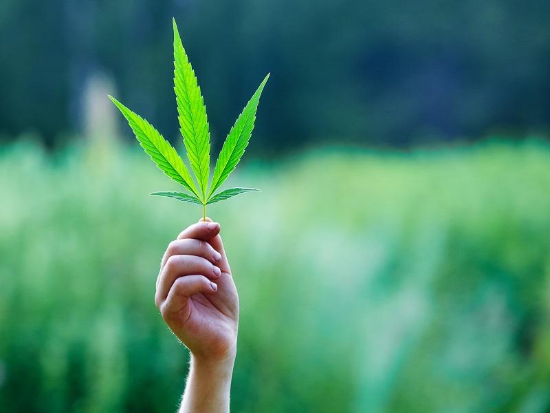 Suprema Corte avala legalización del uso lúdico de la marihuana