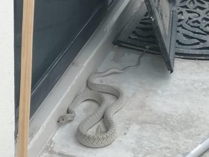 Llaman Bomberos a no molestar a animales ponzo&ntilde;osos en domicilios y llamar a emergencias