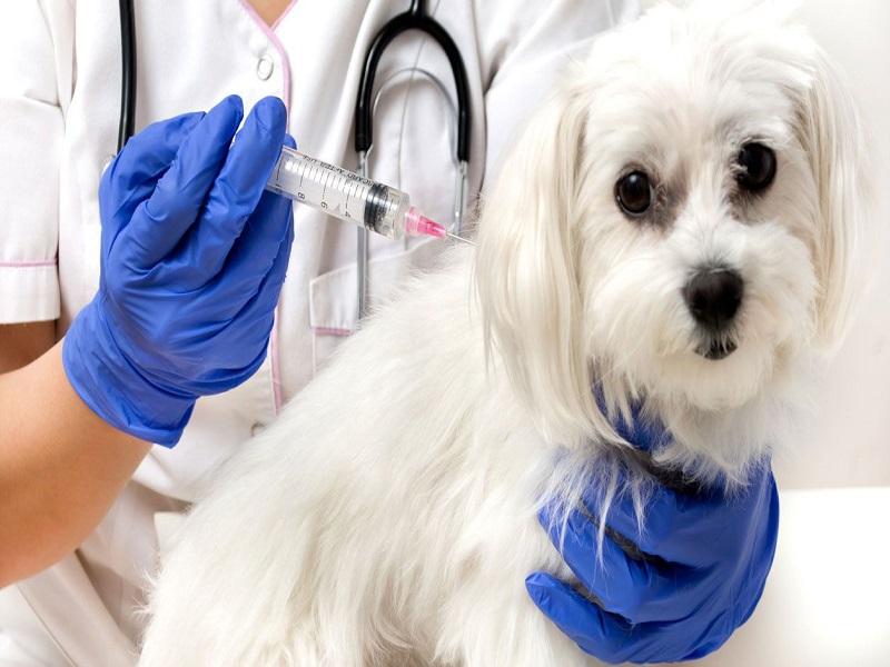 Vacunación canina y felina será en centros de salud del 20 a 26 de septiembre en Piedras Negras