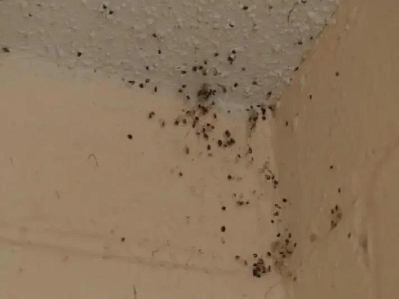 S&oacute;lo dos o tres domicilios por quincena son atendidos en Piedras Negras por presencia de gran cantidad de garrapatas