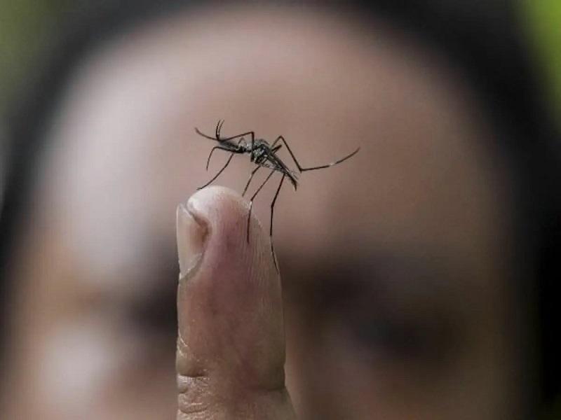 En todos los casos sospechosos de Dengue se realizan cercos sanitarios