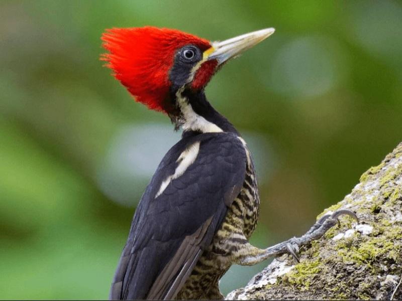 P&aacute;jaro carpintero de pico marfil, entre las 23 especies declaradas extintas: Expertos de Estados Unidos