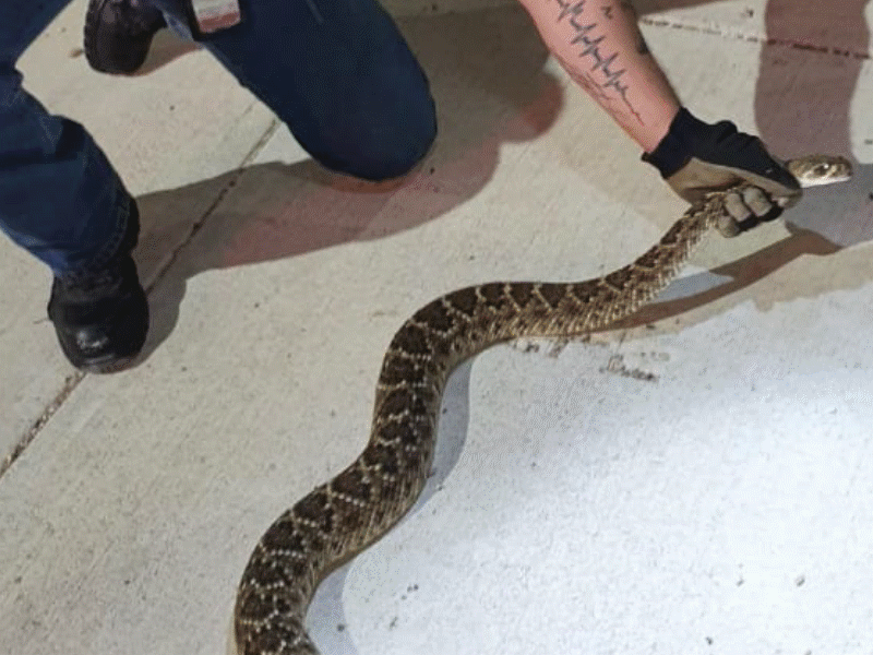 Capturan v&iacute;bora de cascabel de casi dos metros de largo en Piedras Negras