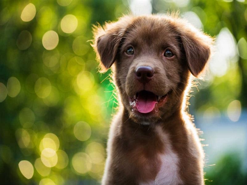 Medio Ambiente Coahuila invita a ciclo de conferencias sobre bienestar animal