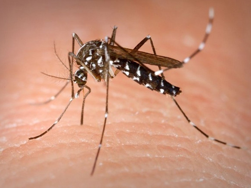Se encienden en Acuña alertas de salud por brote de dengue