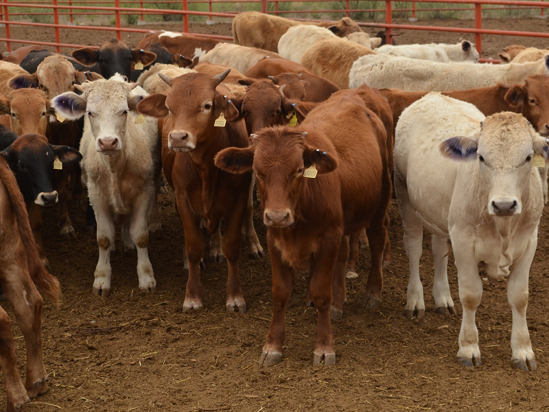 Lucharemos para que no se lleven la exportaci&oacute;n de ganado de Piedras Negras: Benito Martinez, agente aduanal