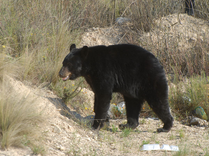 Medio Ambiente Coahuila alerta sobre movimiento de osos en esta temporada