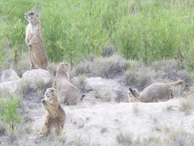 Avanza Coahuila en la repoblaci&oacute;n de perrito de la pradera