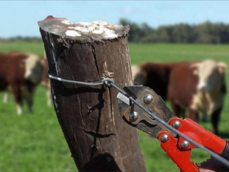 Familia denuncia que Fiscal&iacute;a no investiga el robo de ganado que sufren desde hace un a&ntilde;o