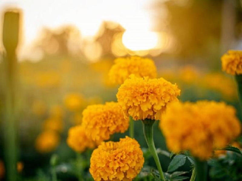 Subcomit&eacute; de Salud avala celebraciones del D&iacute;a de Muertos y cabalgatas en municipios de la regi&oacute;n norte 