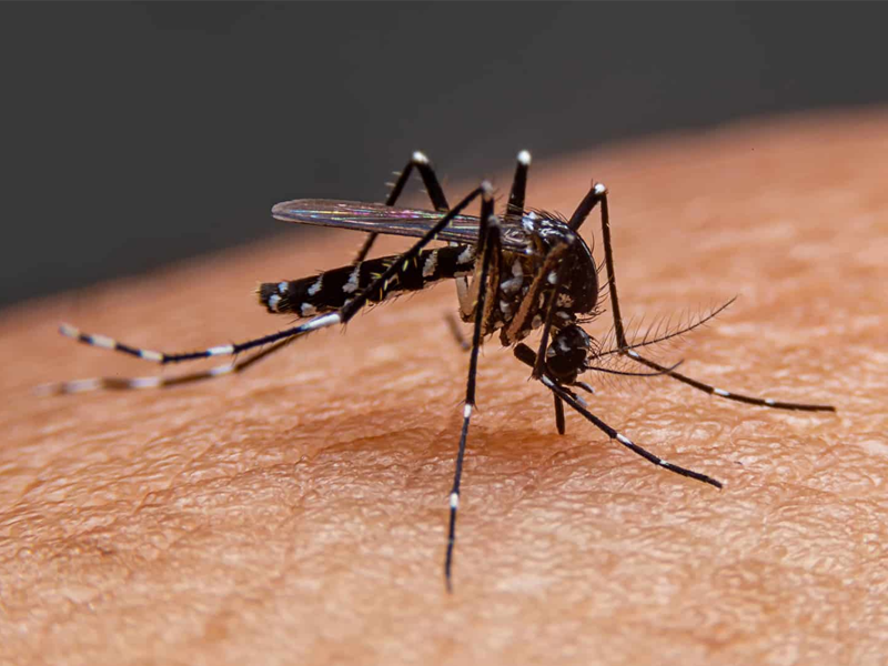 Sigue incremento de casos de Dengue en Acuña, suman 219 confirmados y 100 sospechosos