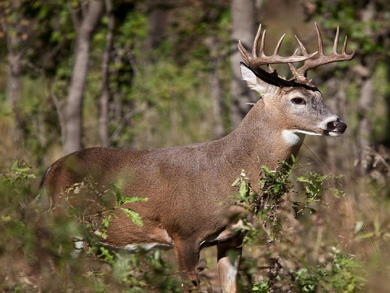 Que Piedras Negras sea la frontera m&aacute;s segura de M&eacute;xico da confianza a cazadores extranjeros