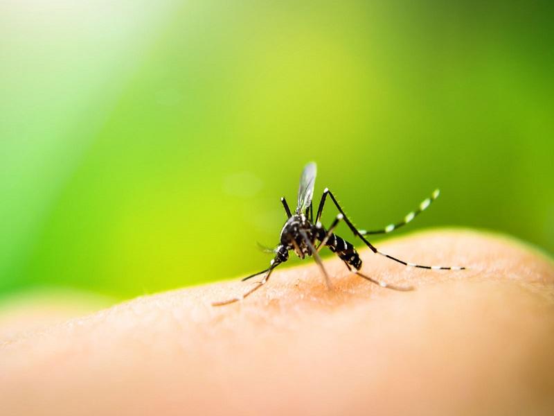 Sube a 411 los casos de dengue en Coahuila, en Acuña son 223, en Piedras Negras 12