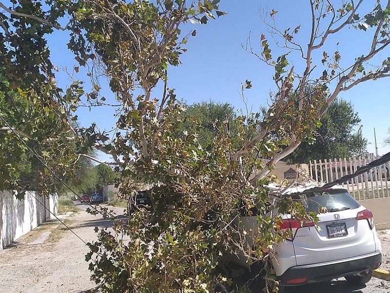 Caída de árboles, palmas y ramas con daños menores a vehículos, dejan en Piedras Negras rachas de viento de más de 65 km/h  (VIDEO)