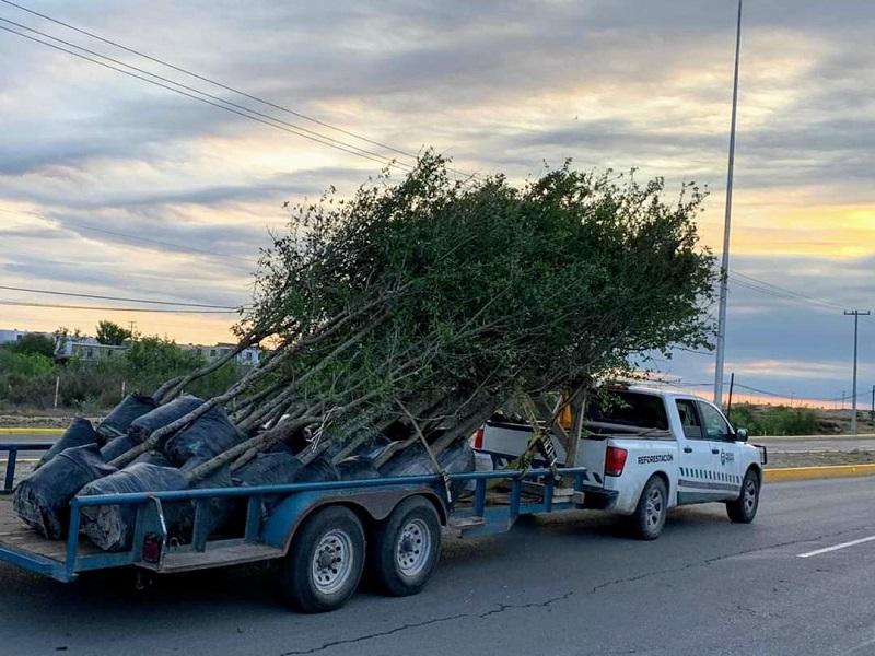 Reposici&oacute;n de &aacute;rboles que no sobrevivieron a trasplante no tendr&aacute; costo para Piedras Negras: Ecolog&iacute;a