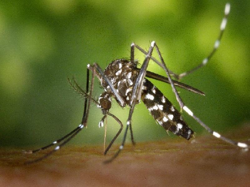 Suman 633 casos de dengue en Coahuila, 598 se concentran en la región norte