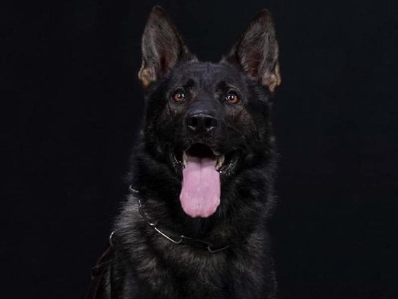 Muere oficial canino (K9) de la Patrulla Fronteriza, lo mordi&oacute; una v&iacute;bora de cascabel