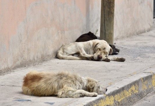 los perros callejeros son un problema