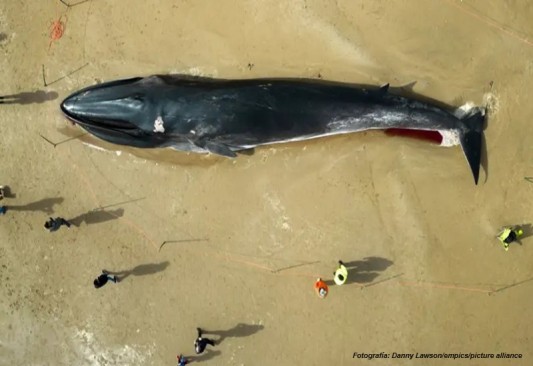 Ballena varada
