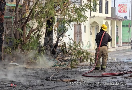 Se incendian palmeras