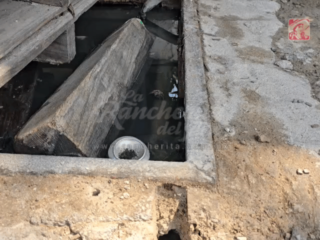 Brote de aguas negras