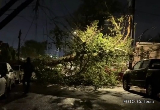 Tormenta dejó árboles caídos