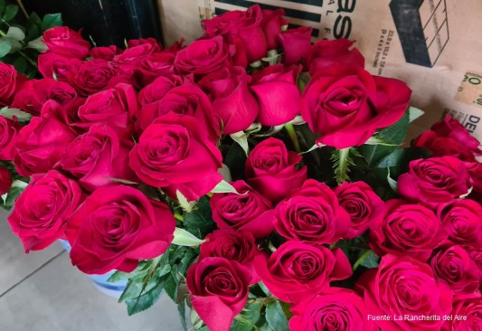 Flores