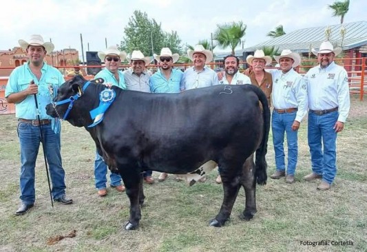 Toros