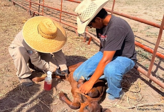 Rancherita