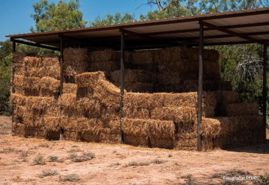 Rancherita